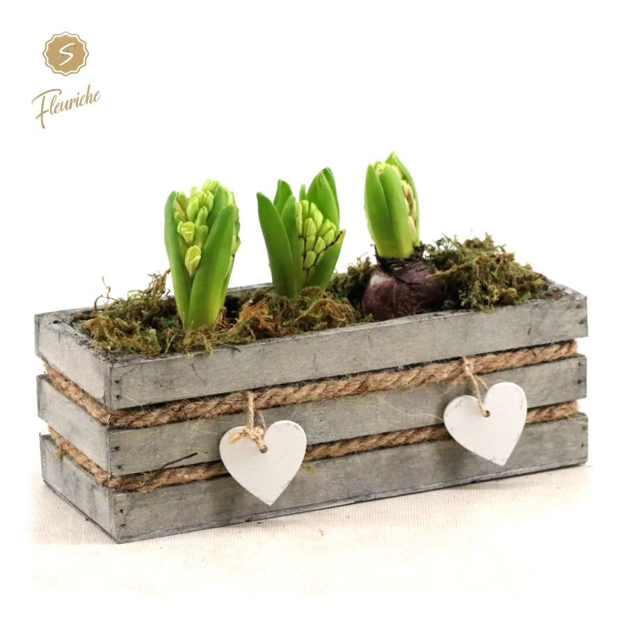 (DN491) Hyacint Julie [L], D 24 cm