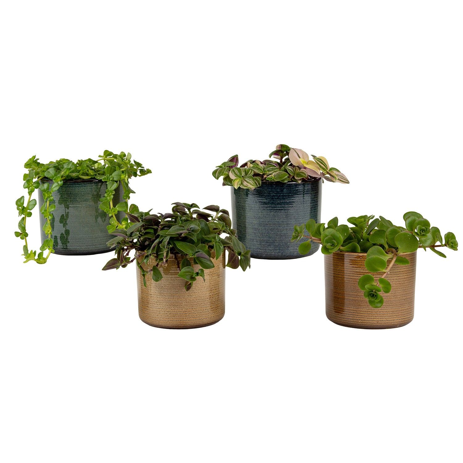 Sophie with Compact Foliage, D 6