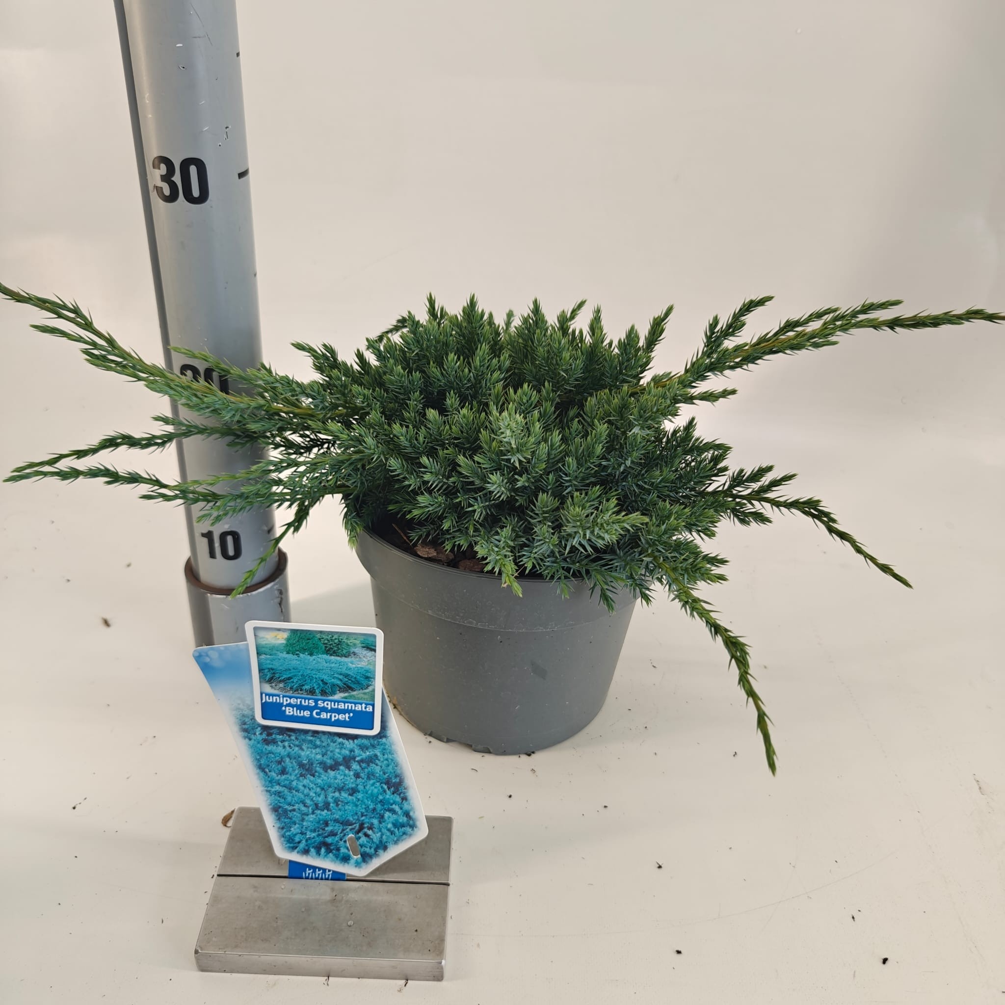 Juniperus squamata 'Blue Carpet', D 19