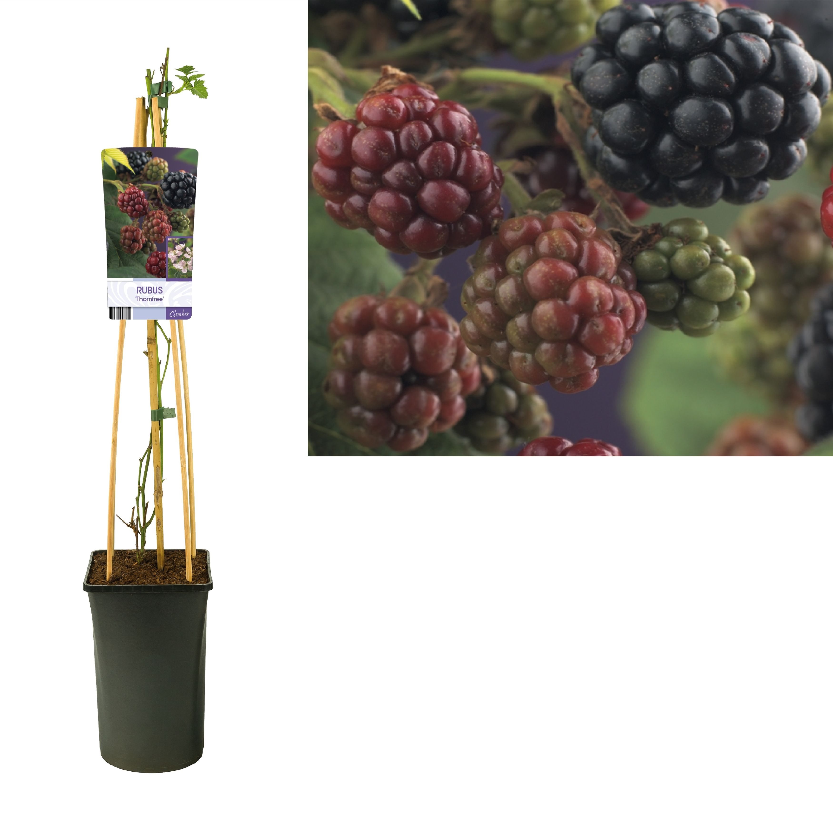 Rubus 'Thornfree' +light label, D 17