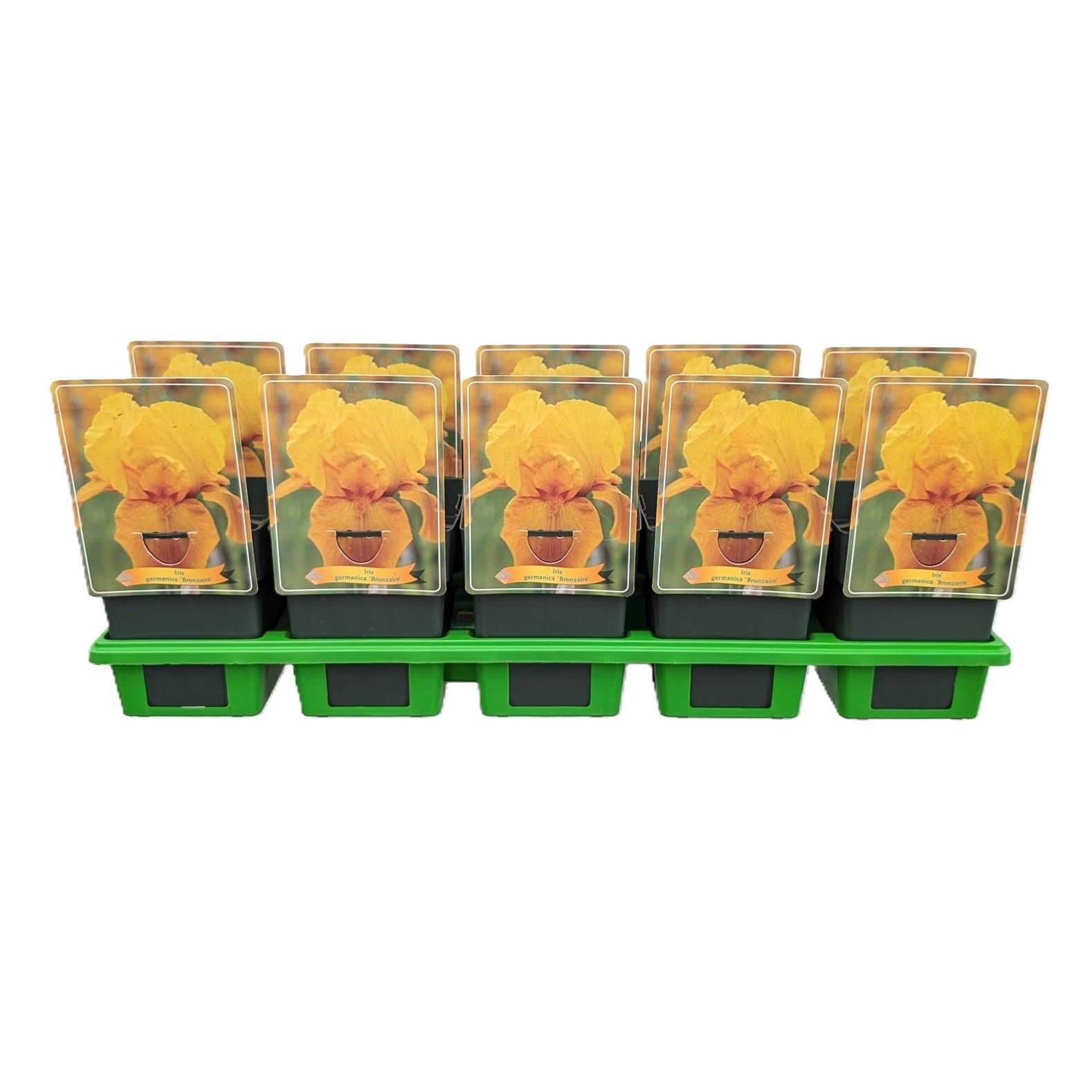 Iris germanica 'Bronzaire' P11, D 11