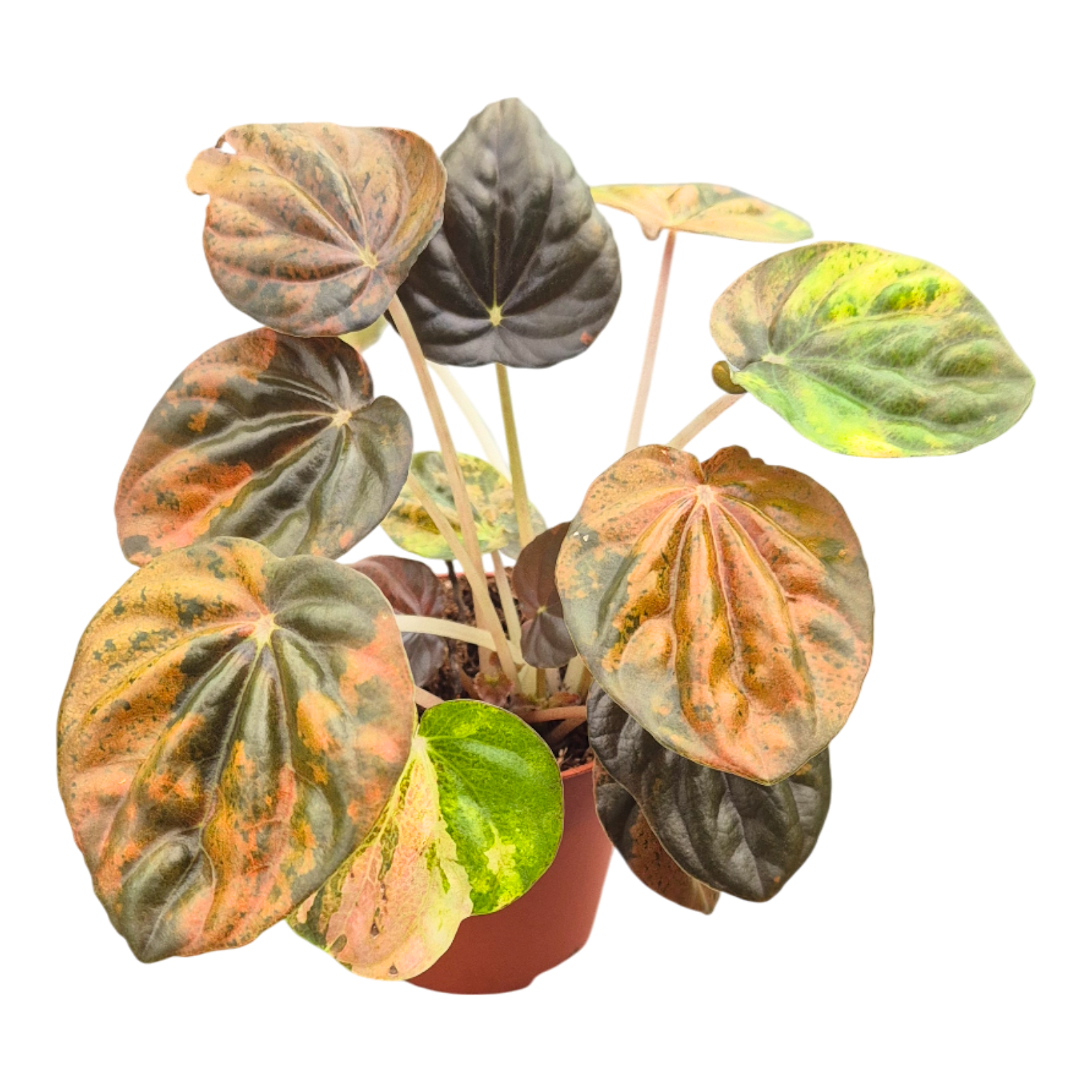Peperomia Candora® Picasso, D 7
