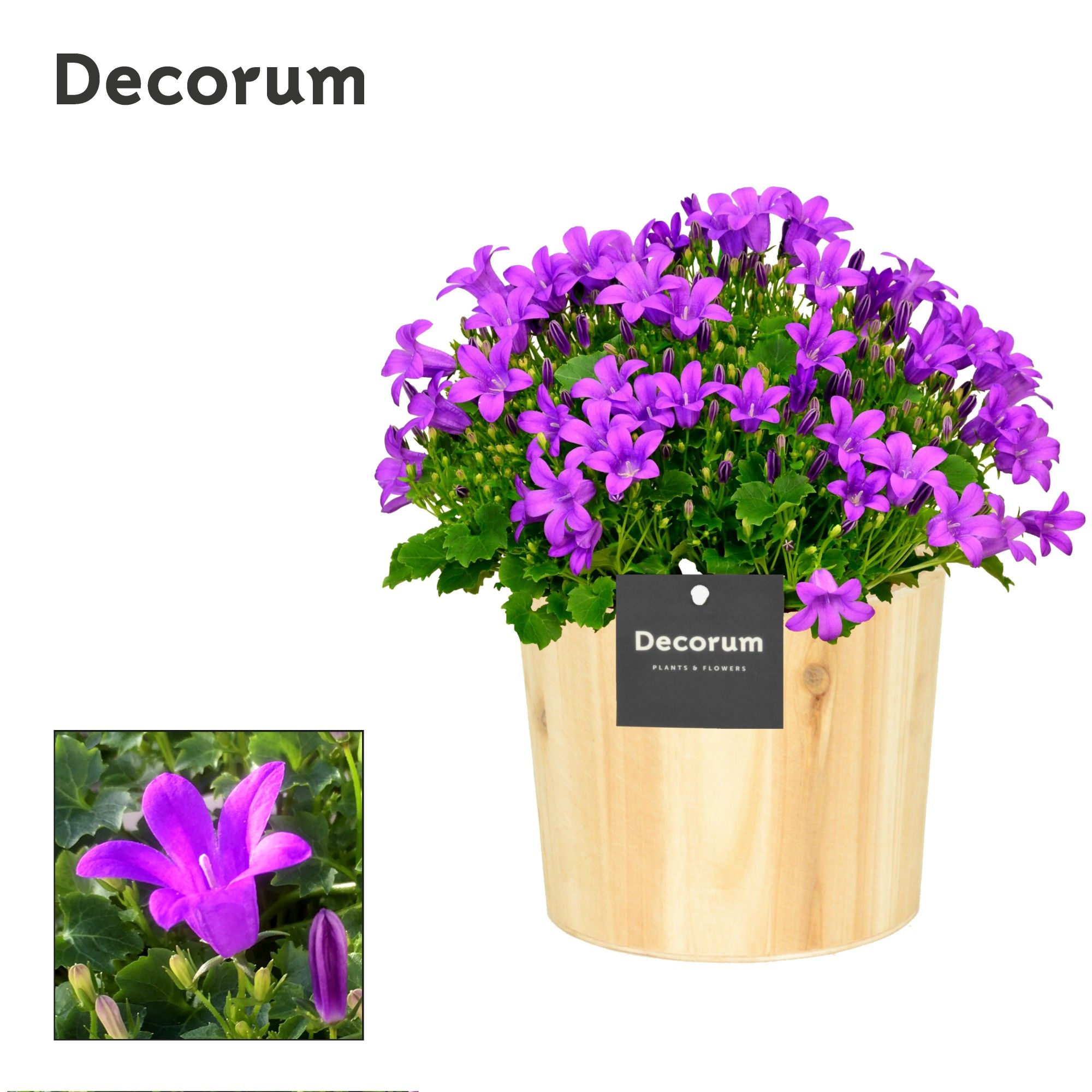 Campanula Porto LL Decorum Wood, D 14