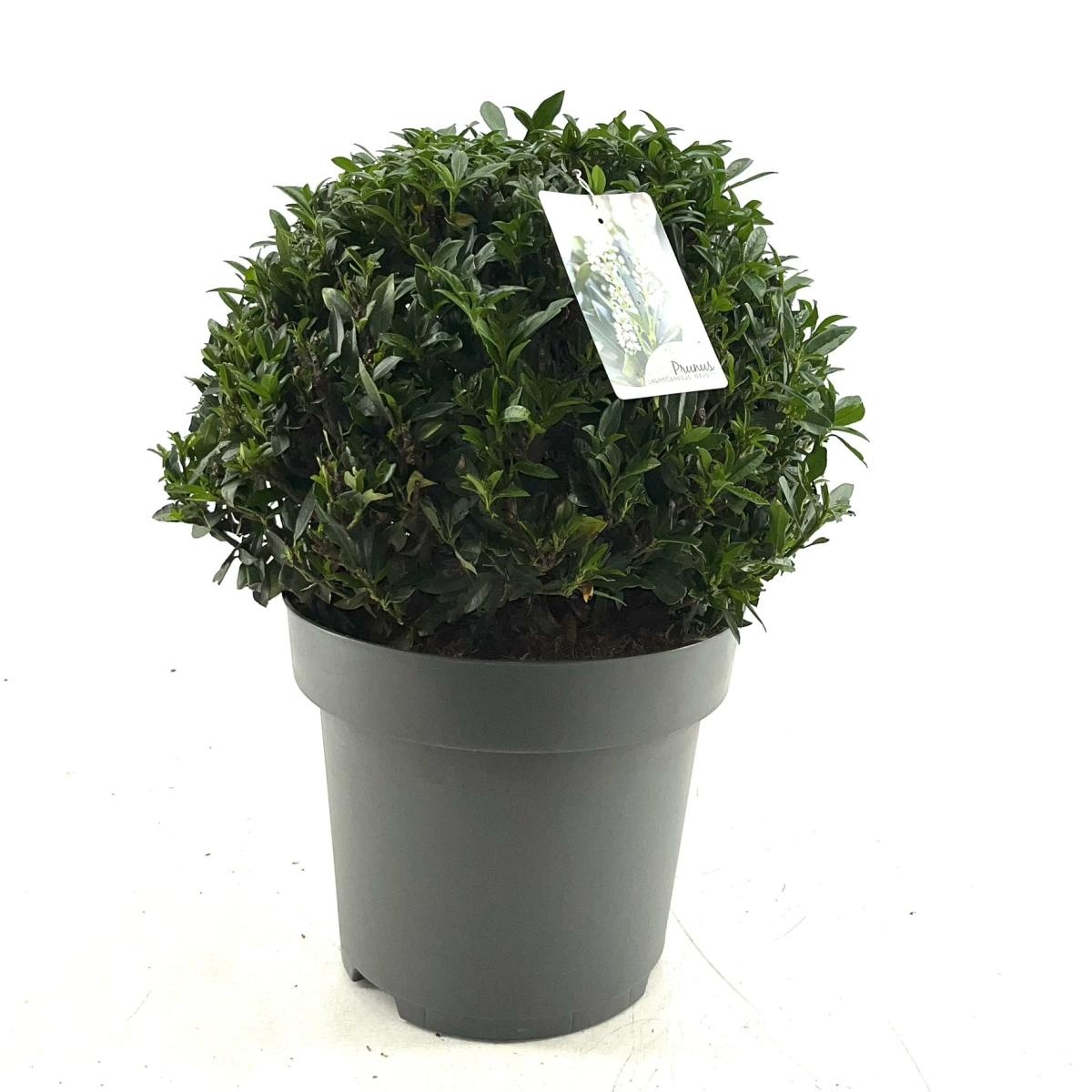 Prunus l. 'Gajo', bol, D 32