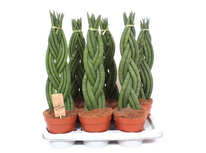 Sansevieria Twister, D 17