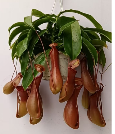 180 Непентес мирабилис 18 55