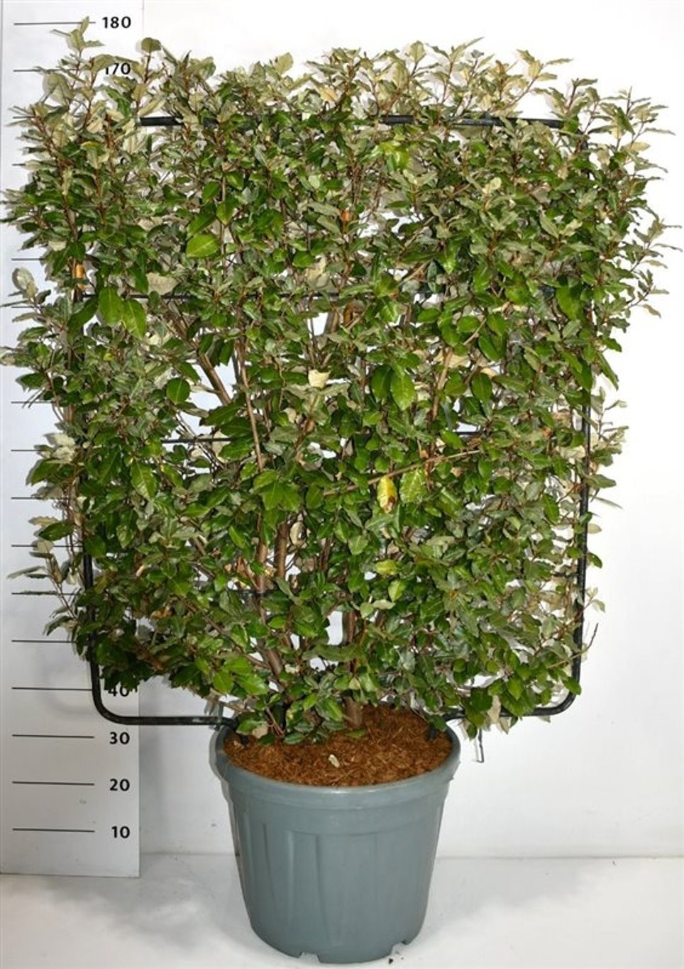 Elaeagnus ebbingei, D 47 cm Elaeagnus ebbingei, D 47 cm