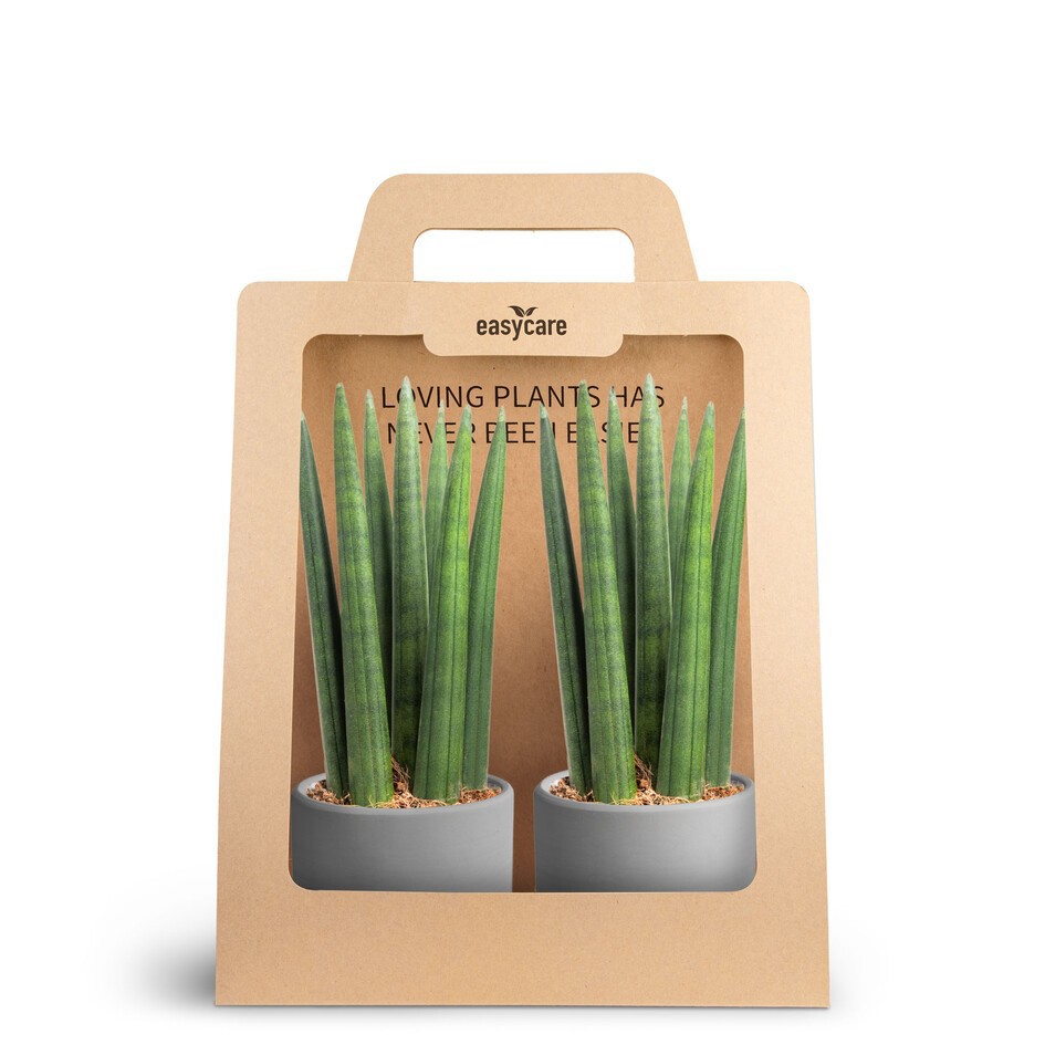 SANSEVIERIA 30690002 2-Pack Raw Grey Straight, D 7