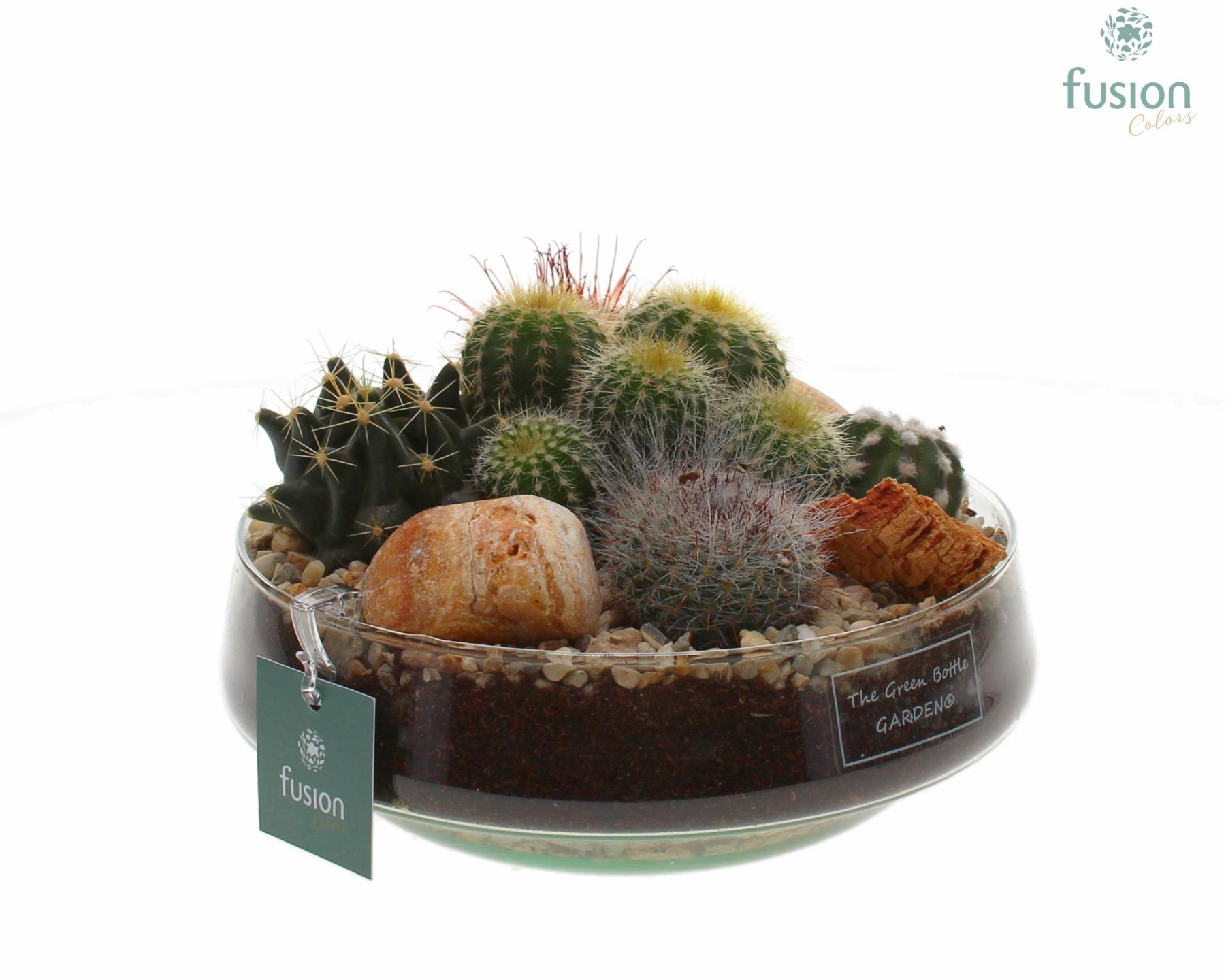 Green Bottle Iris Medium met Cactussen, D 19