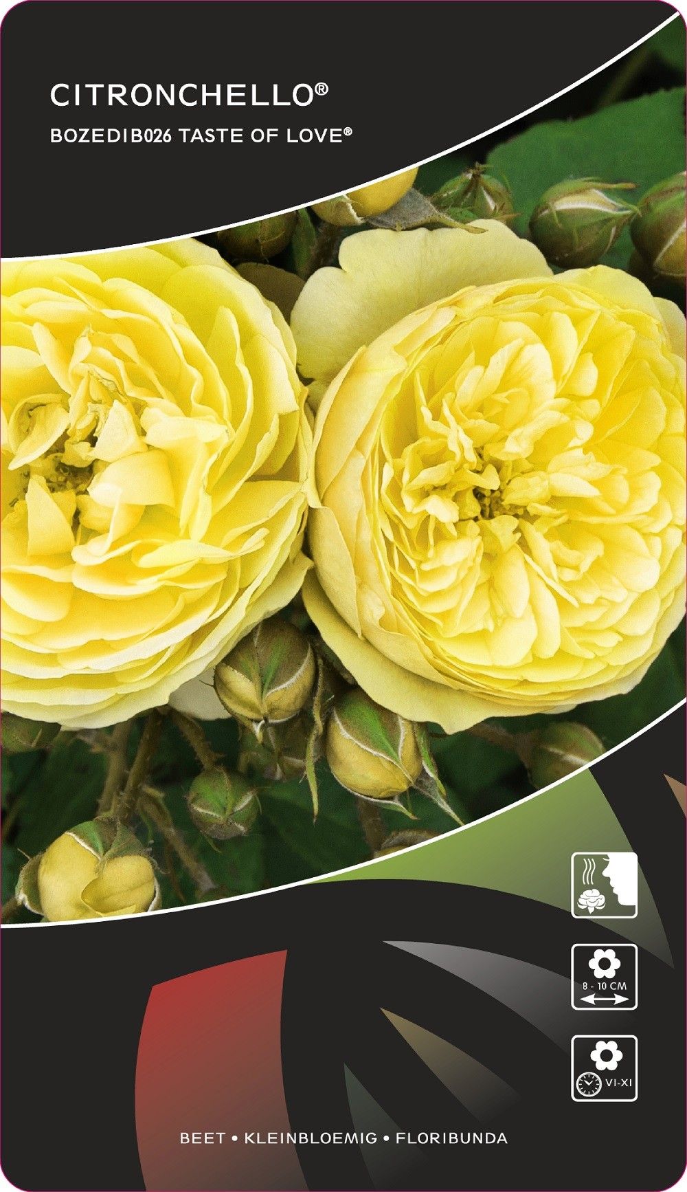 Rosa (F) Citronchello™Taste of Love®, D 17