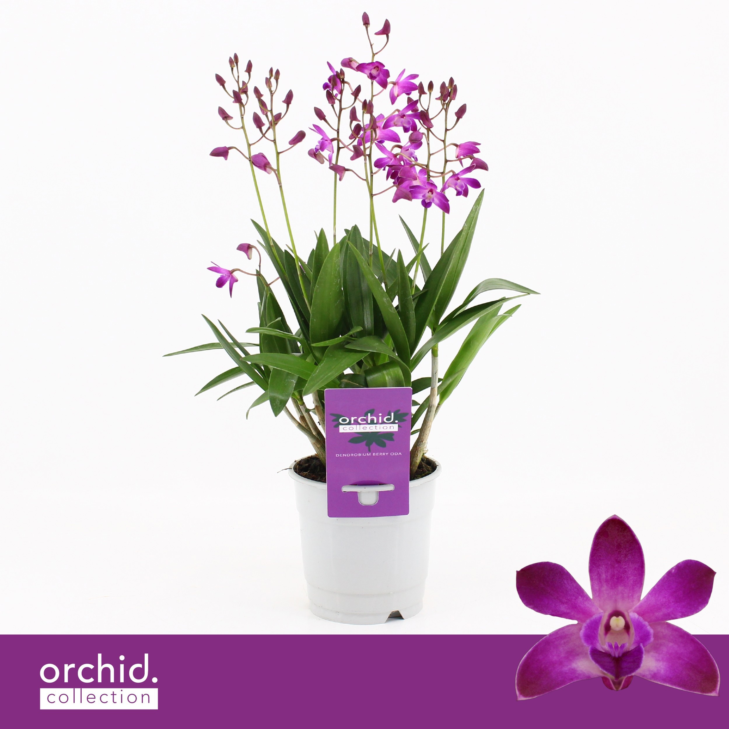 Dendrobium, Berry Oda 9+ spike 'Orchid Collection', D 12