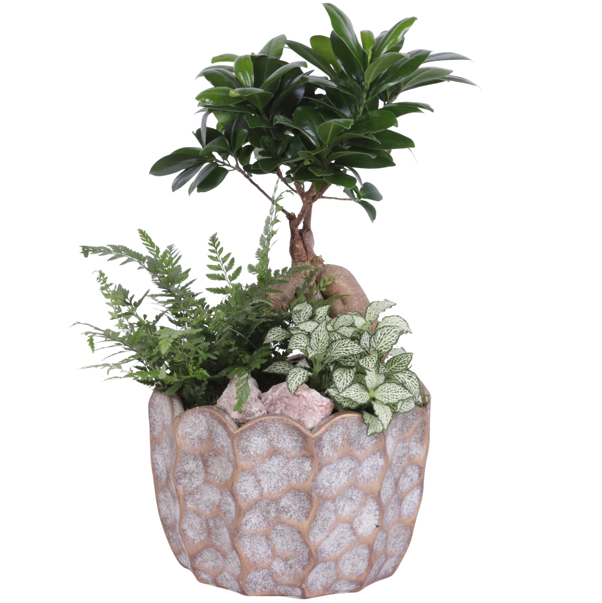 Yearround Arr. Indoor Ceramic Pure Luxury PL670 Ø21cm 3PP, D 21