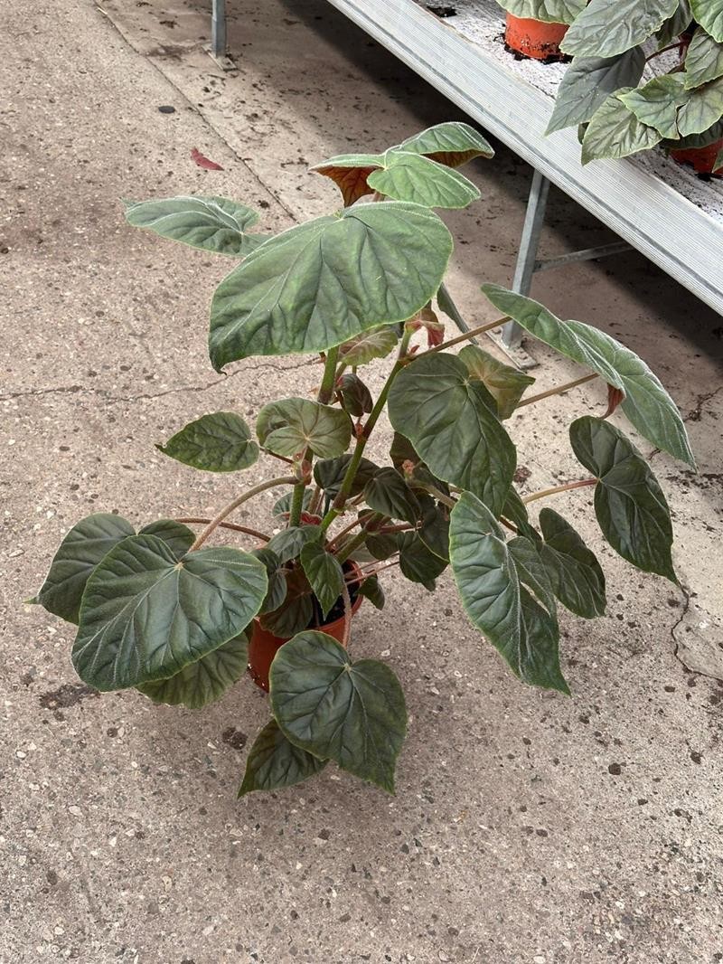 BEGONIA REX-HYBRID H2120 Beg.Oldemor GRANDE, D 19