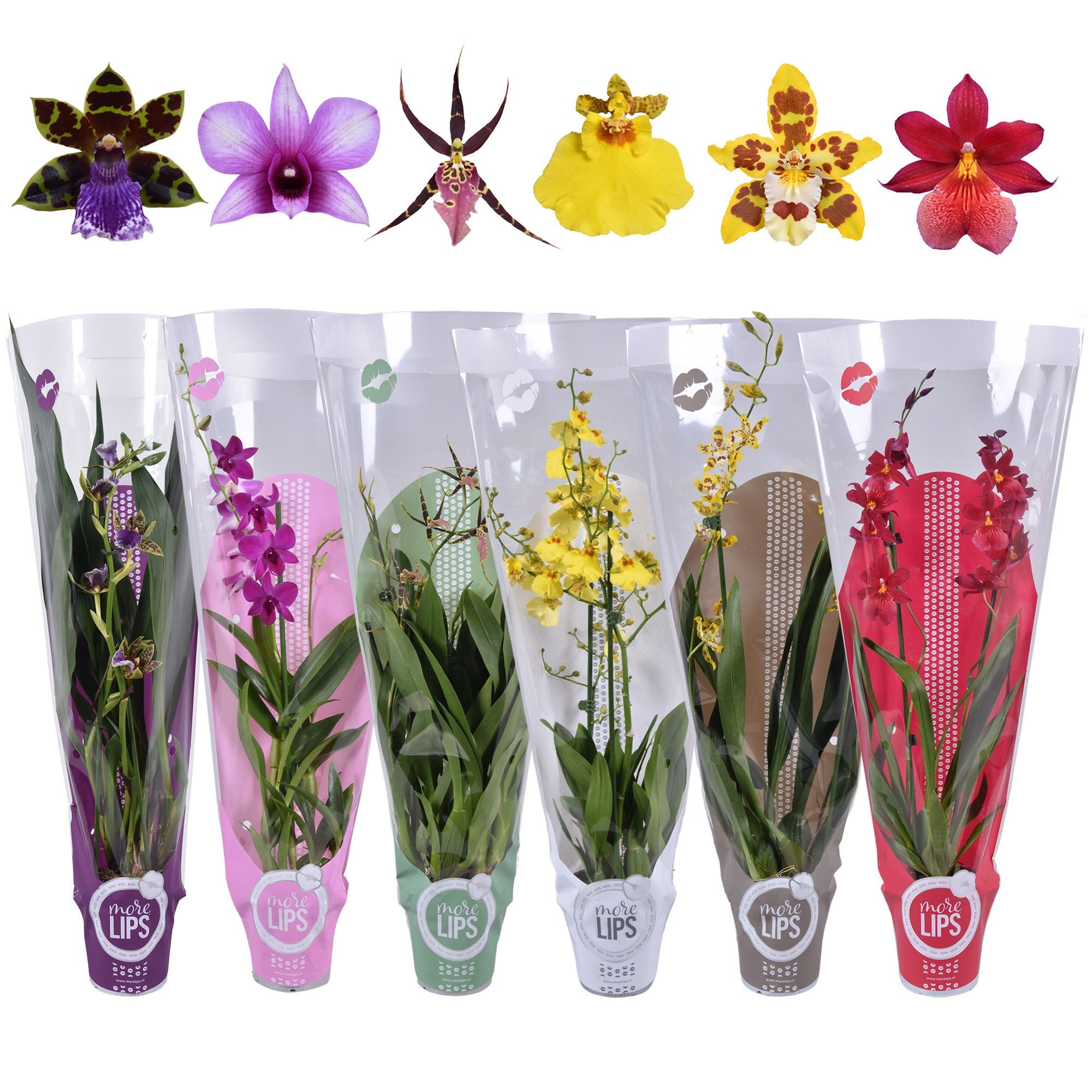 MoreLIPS® Orchideeën Mix 2 tak in gekleurde showhoes, D 12