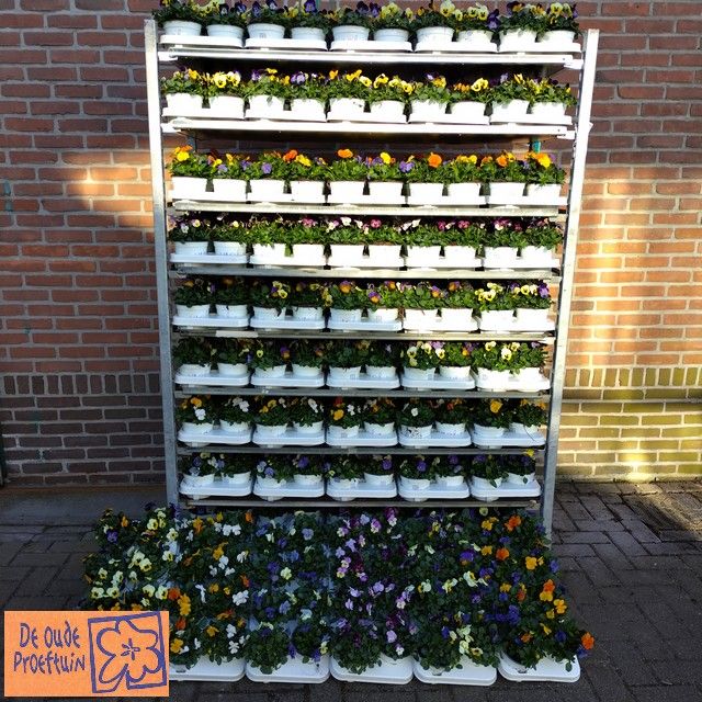 Viola Frivolia 6mix per dc, D 12 cm