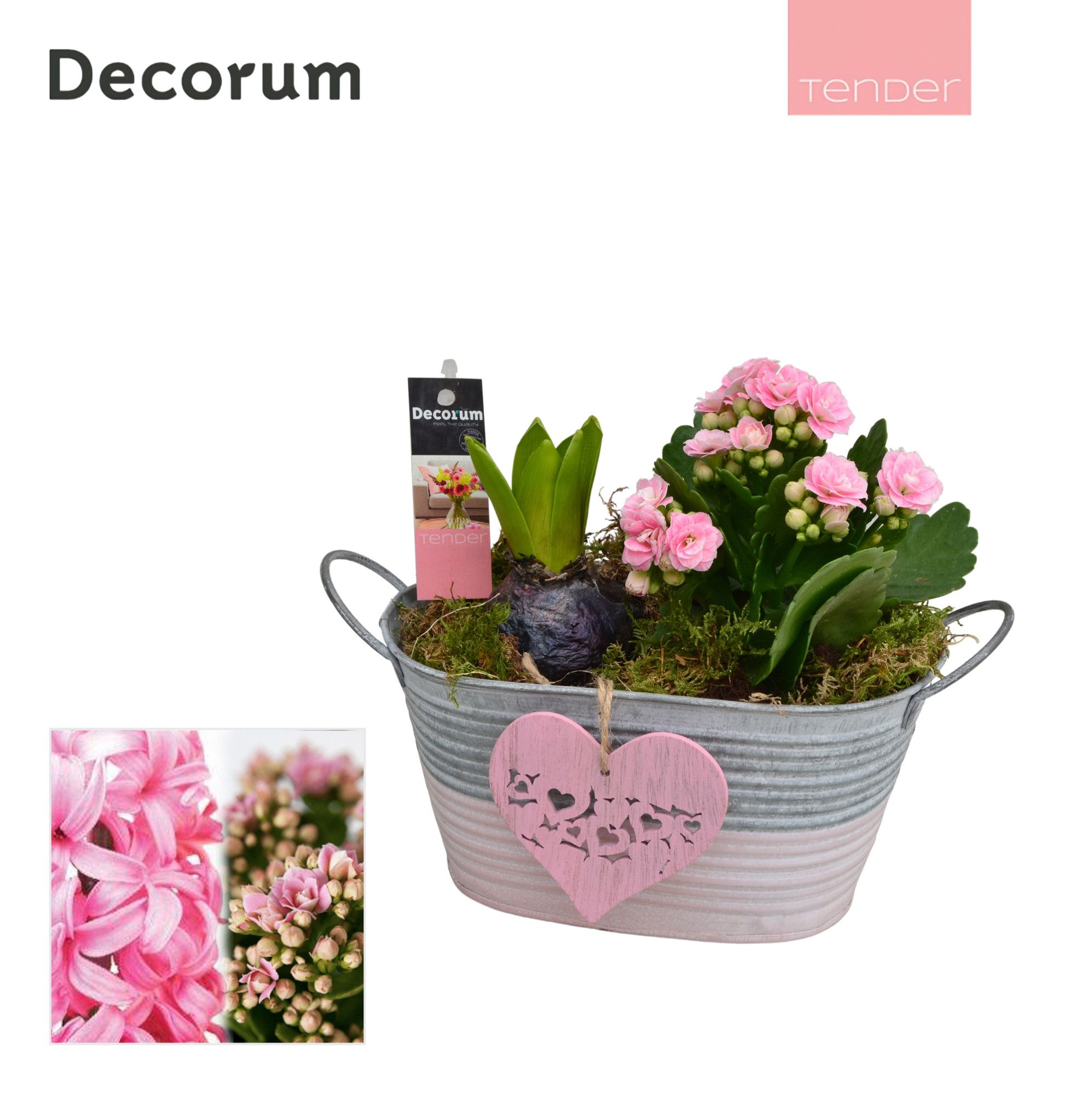 Calandiva & Hyacint Duo Zink HL21704PP [TENDER], D 15