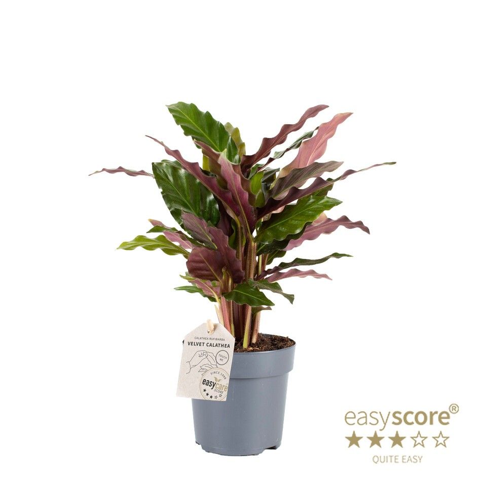 Calathea ´Rufibarba´, D 11