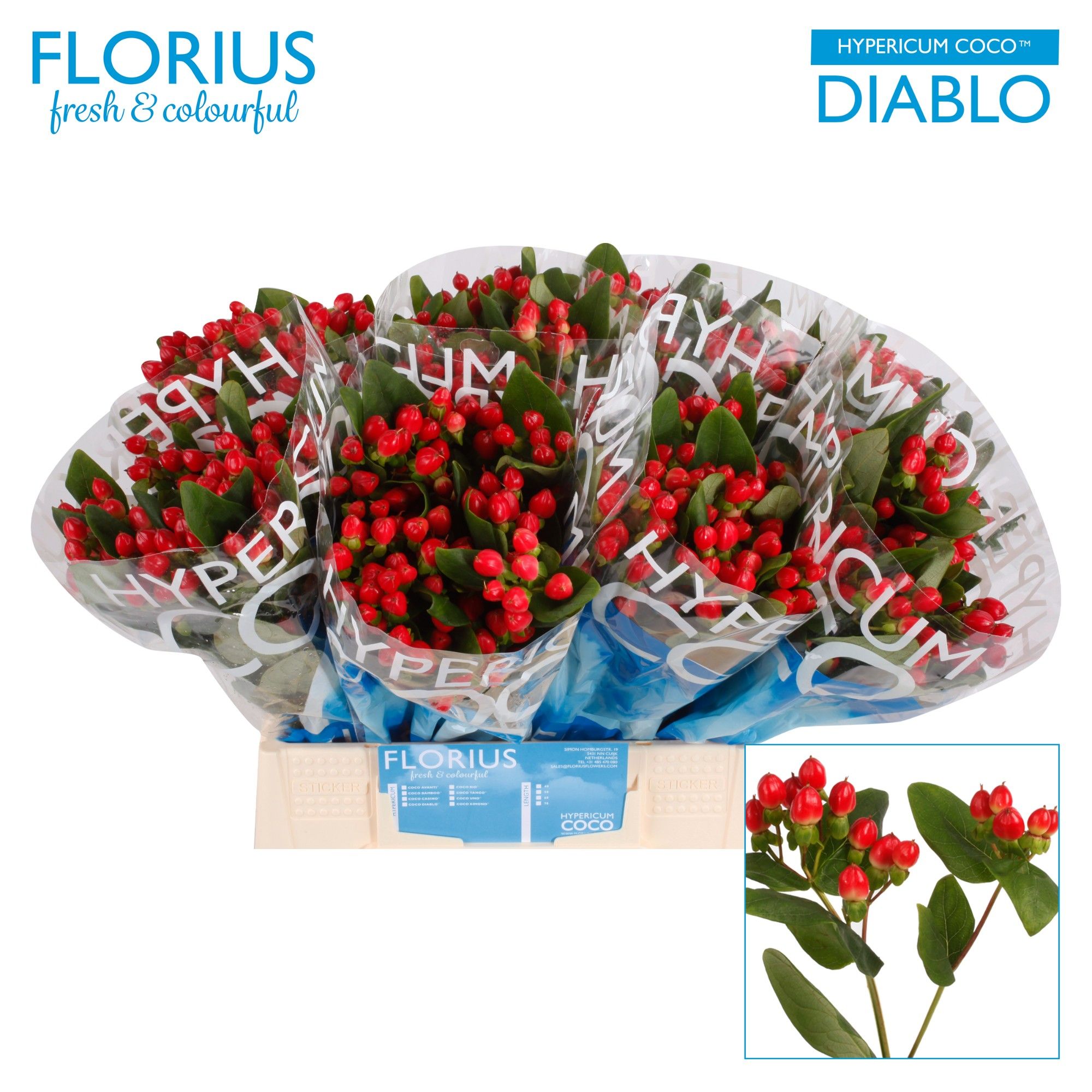 Гипперикум Коко Диабло 40, шт.