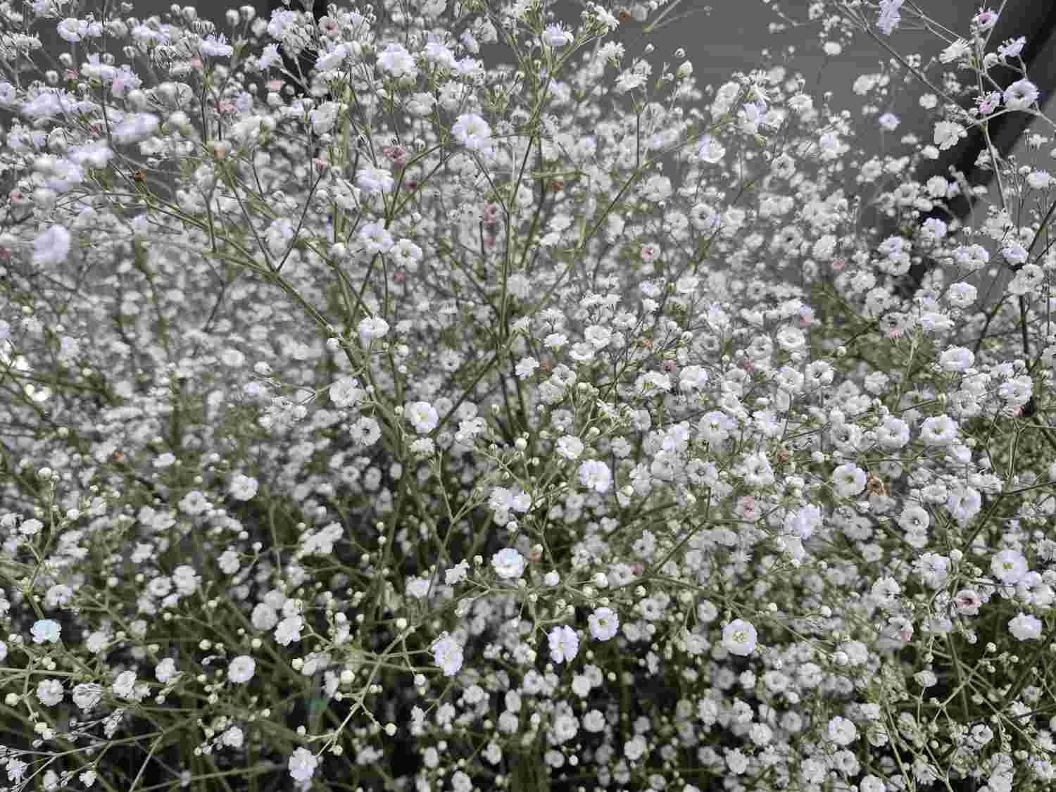 Gypsophila pan. Festival White, D 23
