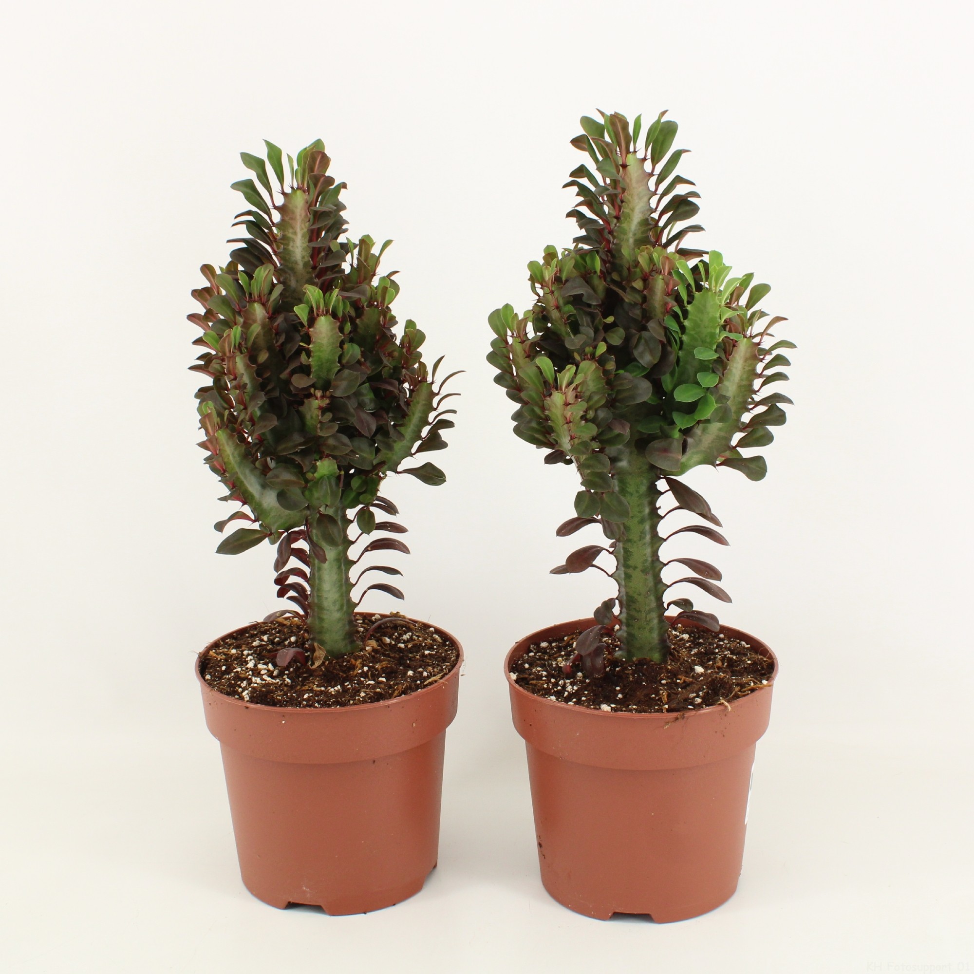 Euphorbia Trigona Rubra p17, D 17