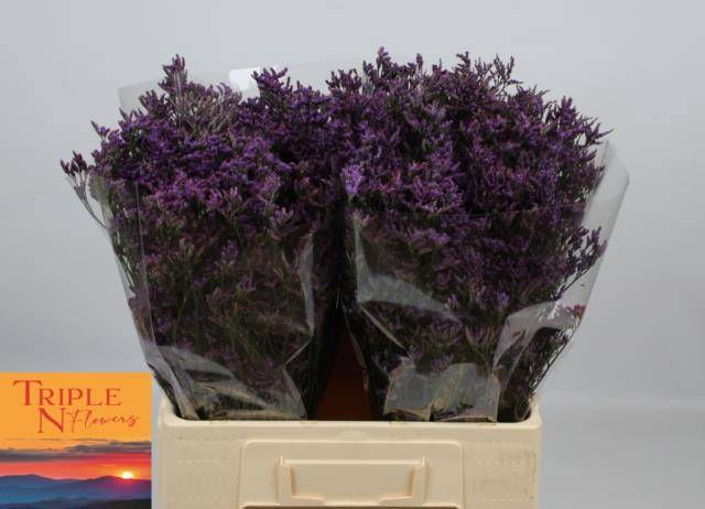 Лимониум Сафора Дарк Блю 60, шт.