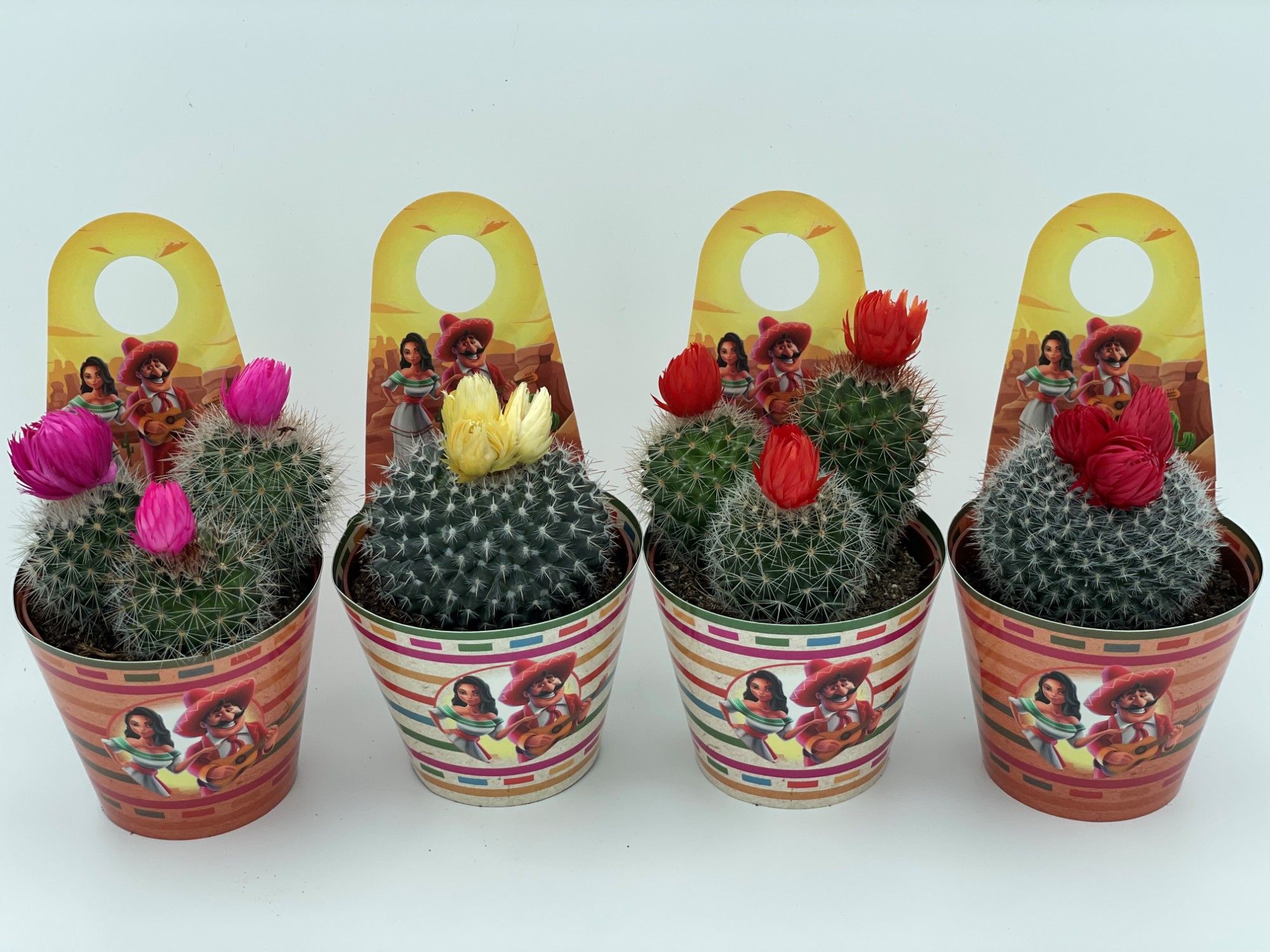 169 mexico SIER carry cover cactus 8,5 cm, D 8,5