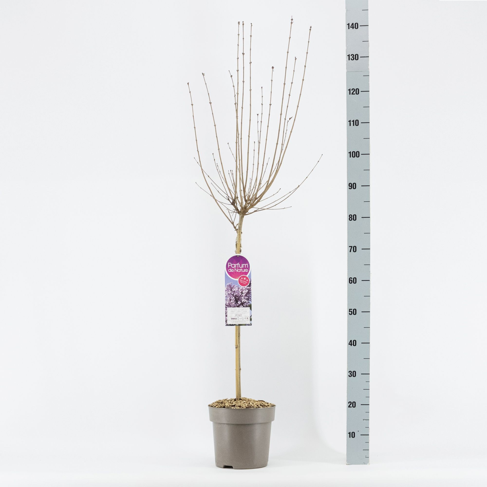 Syringa Josée, stam 50, 2-jarig, C6, D 24 cm Syringa Josée, stam 50, 2-jarig, C6, D 24 cm