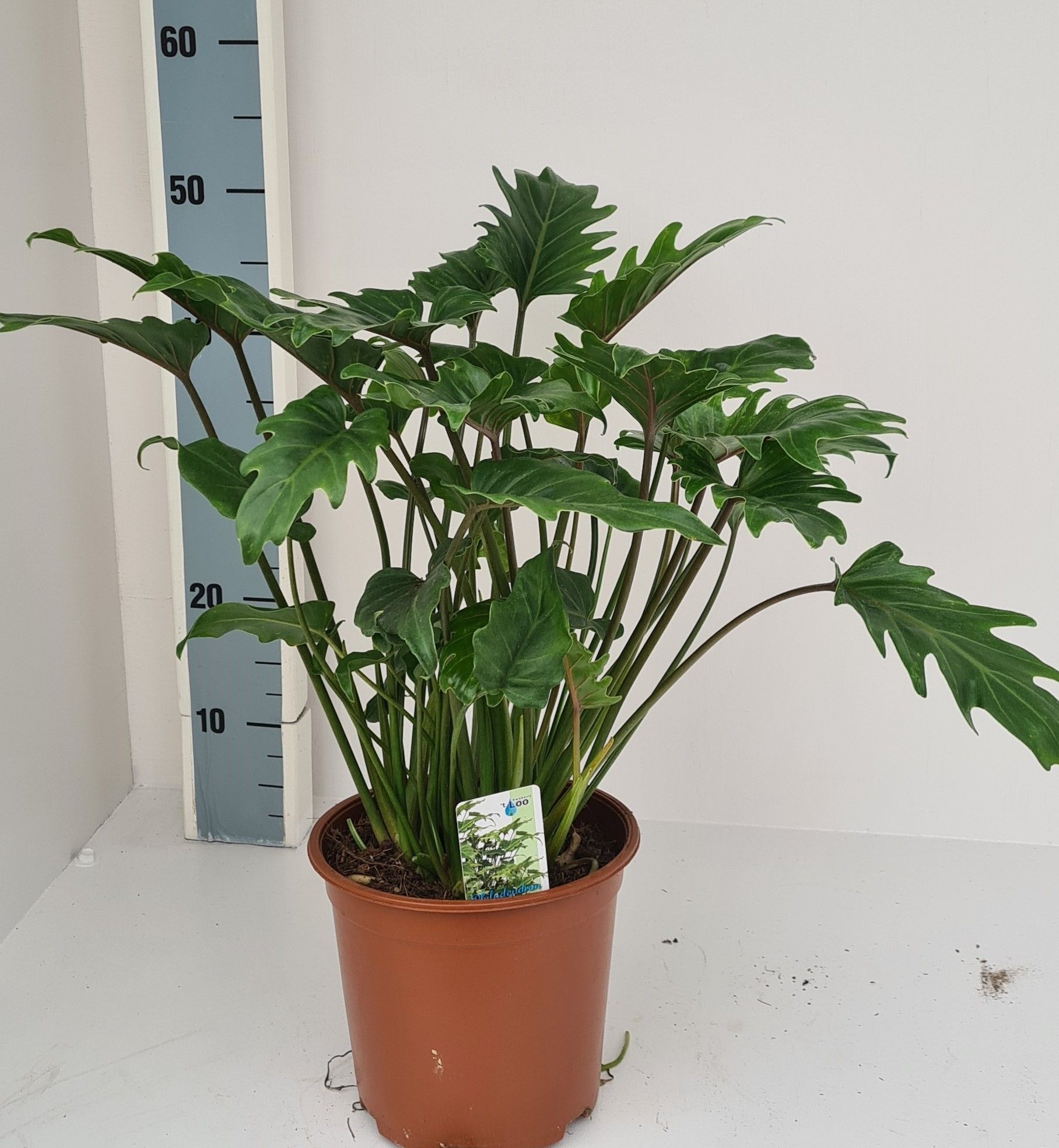 Philodendron Xanadu, D 19 cm Philodendron Xanadu, D 19 cm