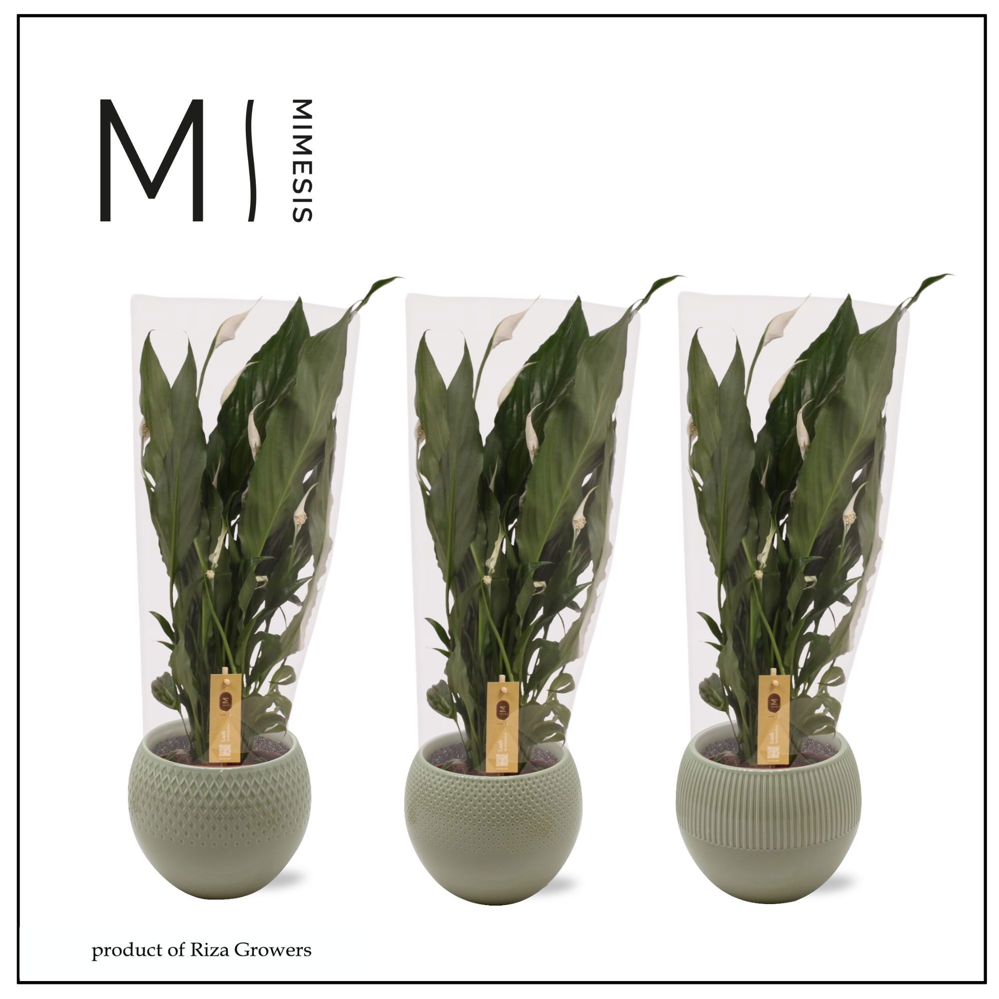 Spathiphyllum Sweet Ricardo Nature - 13cm in Bolivia Green | Mimesis, D 13