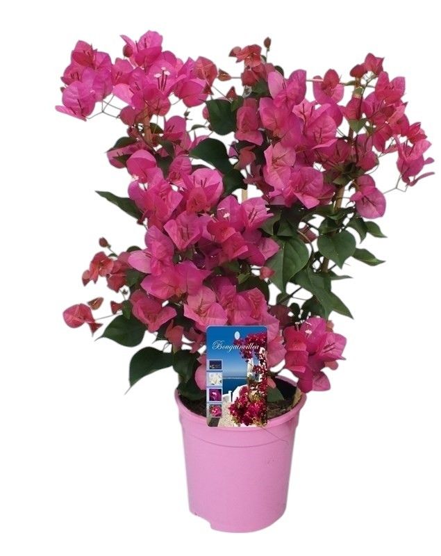 Bougainvillea 'Dania' ROZE bamboo REK, D 17