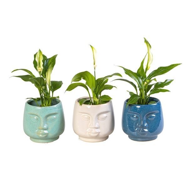 L 65897 with Spathiphyllum 6 cm, D 6 cm L 65897 with Spathiphyllum 6 cm, D 6 cm
