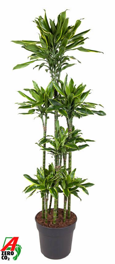 Dracaena Gold Coast 120-carrousel, D 34
