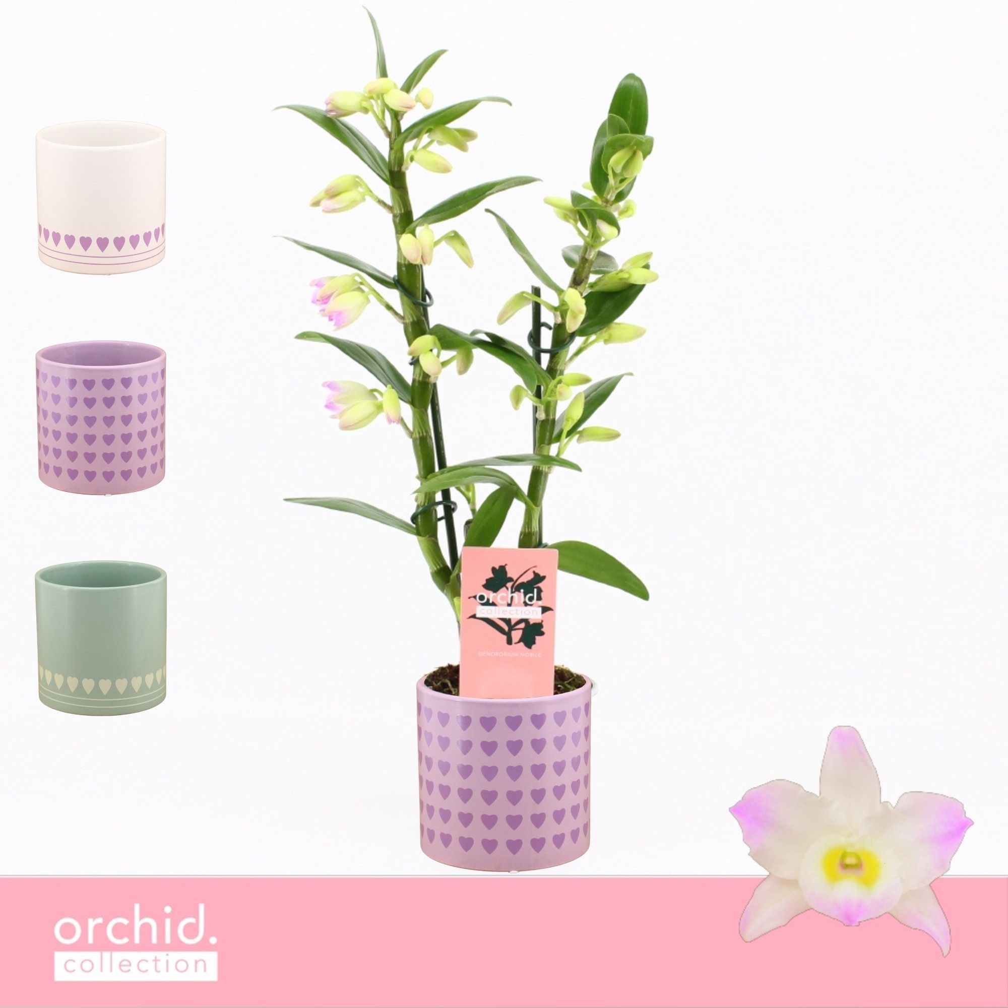 Dendrobium Nobilé, Kumiko 2-spike Compact in Horizon Love 'Orchid Collection', D 12