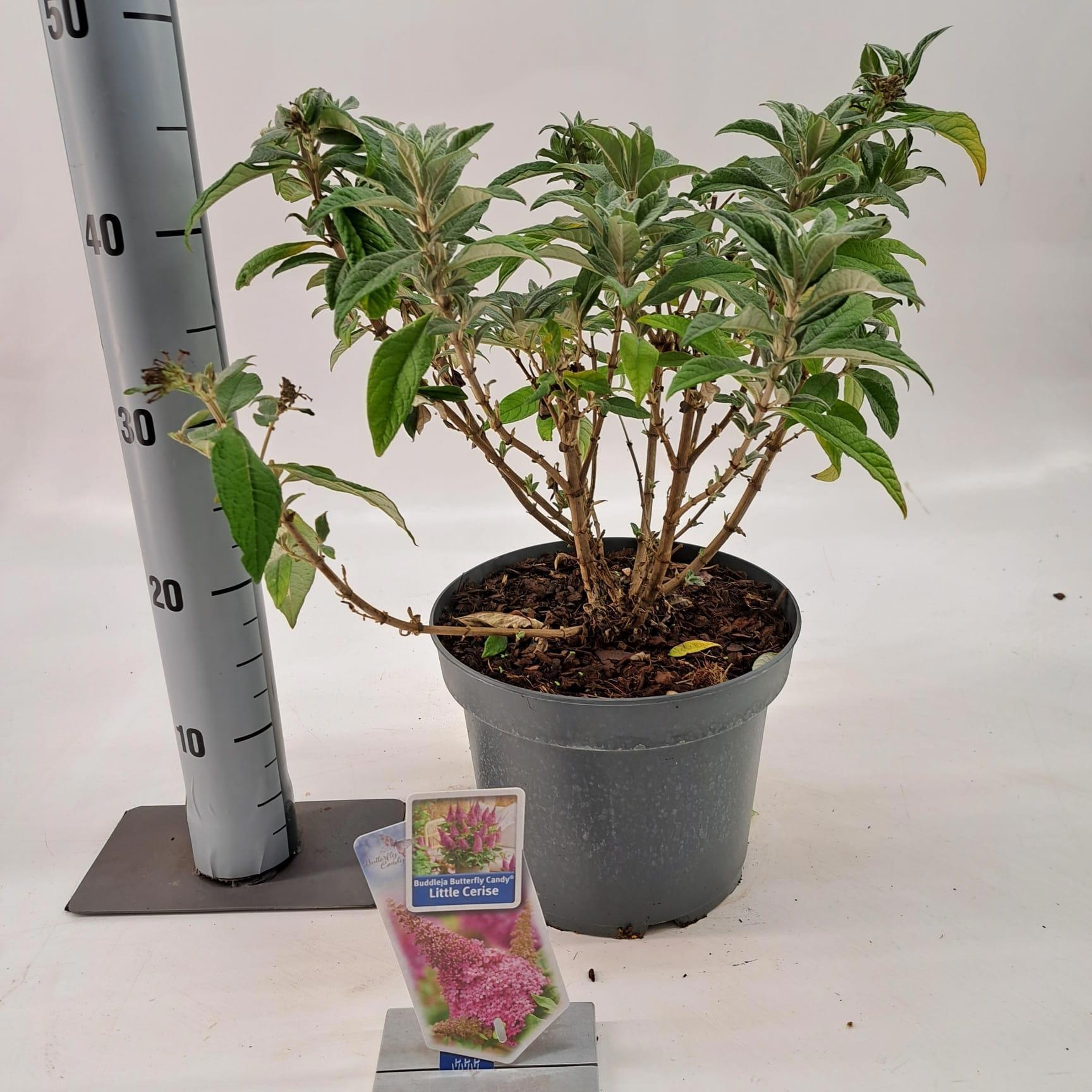 Buddleja d. Butt. Candy® Little Cerise ('BotEx 007'PBR), D 23