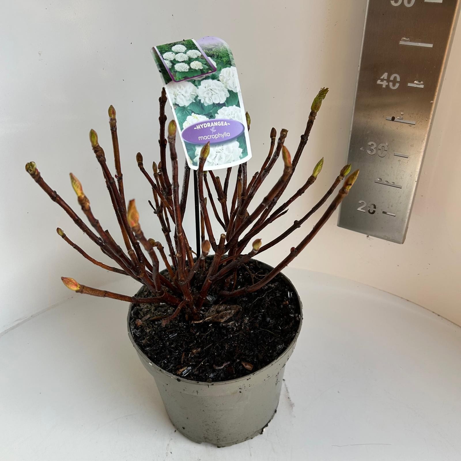 Hydrangea macrophylla Saxon Bright White, D 23