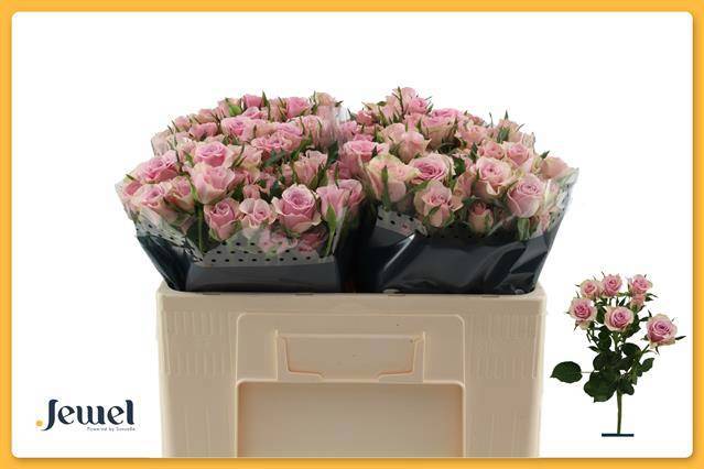 Роза куст. Лейла 50, шт.