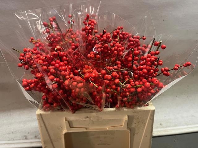 Илекс Красные ягоды 35, шт.