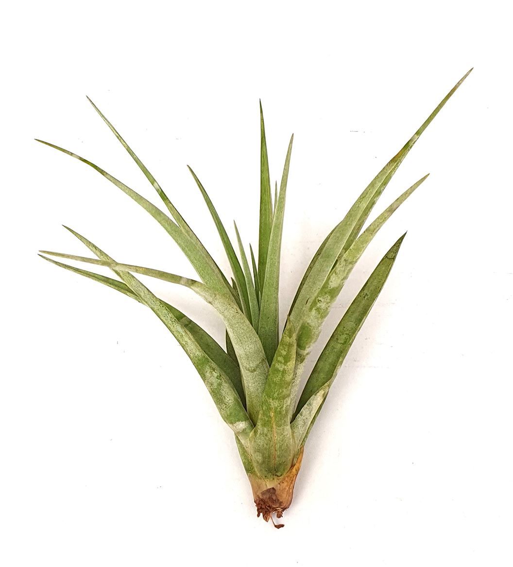 Tillandsia 'Maya Gold', D 25