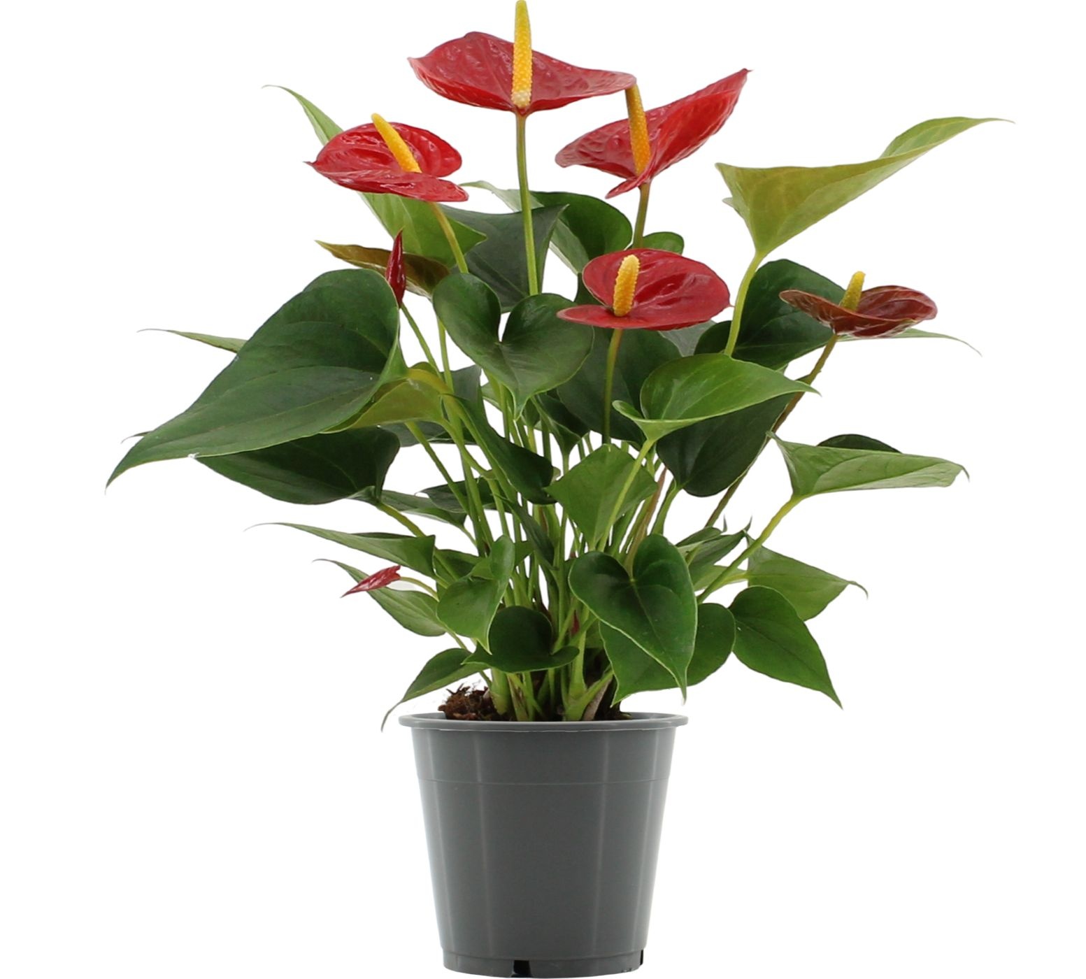 Anthurium Diamond Red in transparant sleeve, D 12