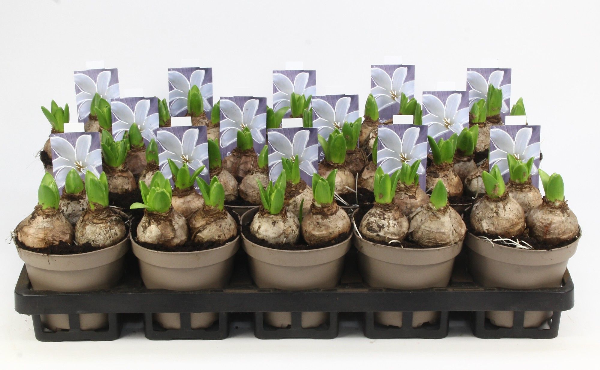 HYACINT WIT 12 Floratino, D 12