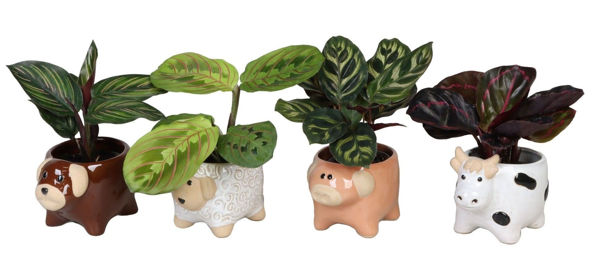 L 66615 with Calathea Mix 6 cm, D 6