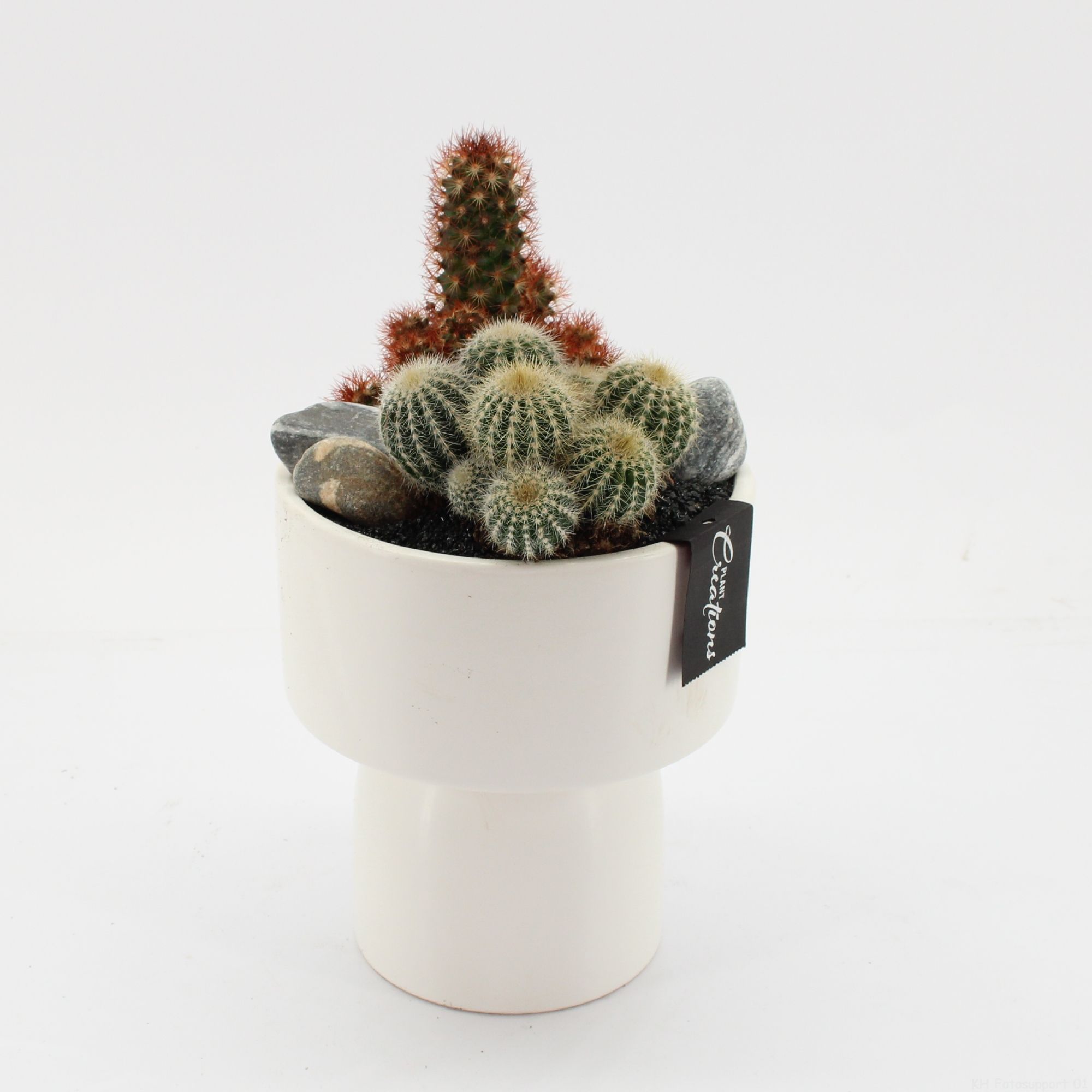 CTCR-2548 Cactus Essentials, D 16 cm