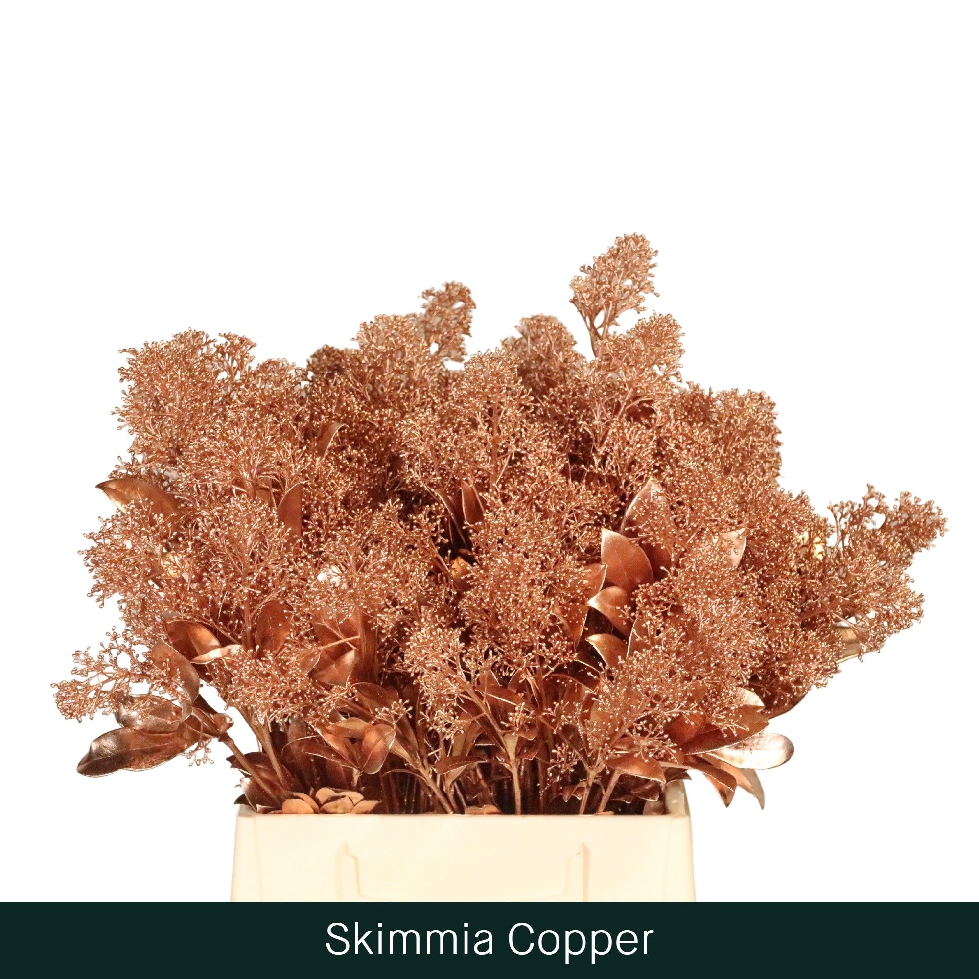 Скимия Овериг крашеный за пучок (краш. ) 45, пуч.