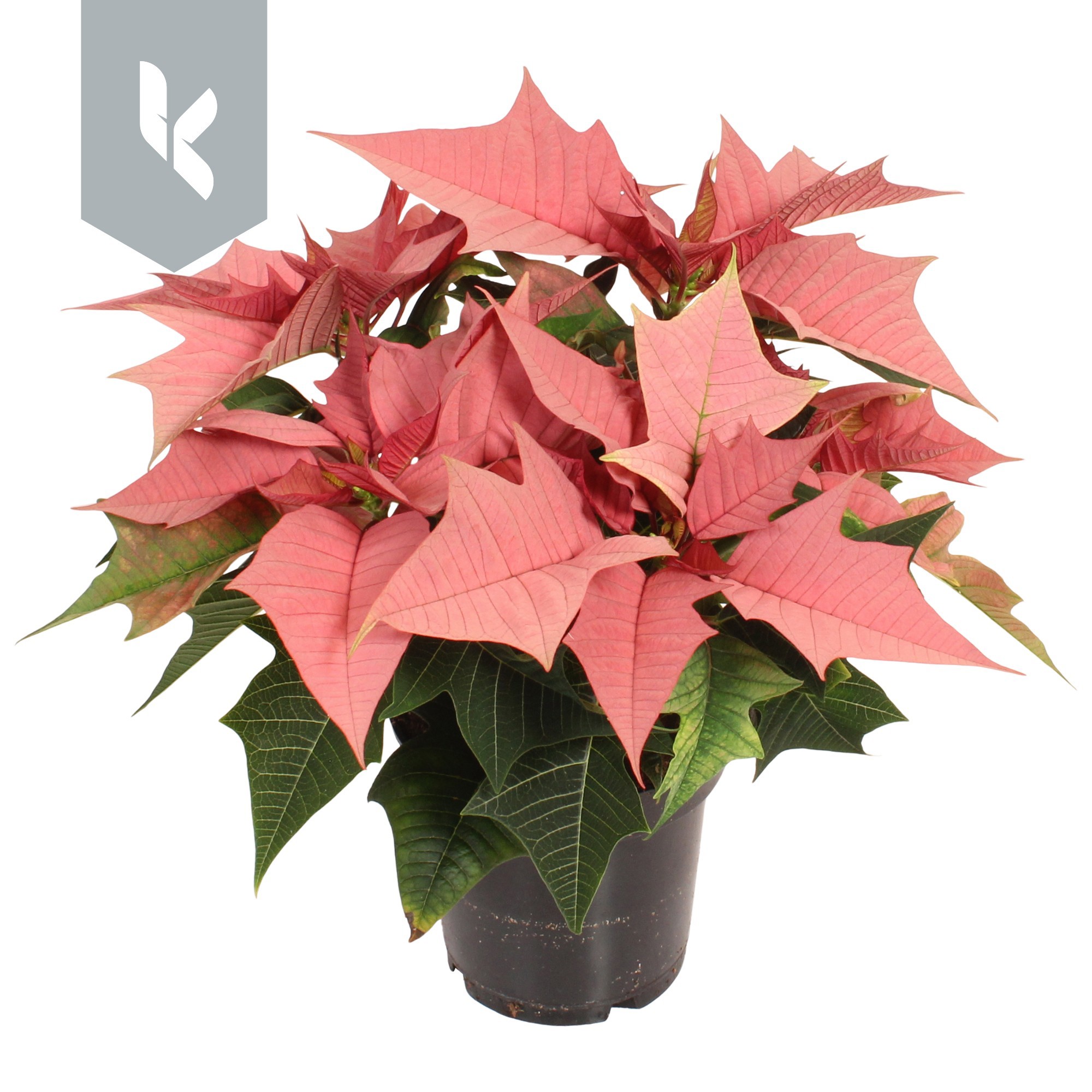 Poinsettia Kayla, D 10,5 cm