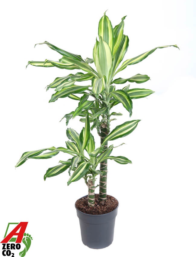 Dracaena Silver Dream 45-15, D 19