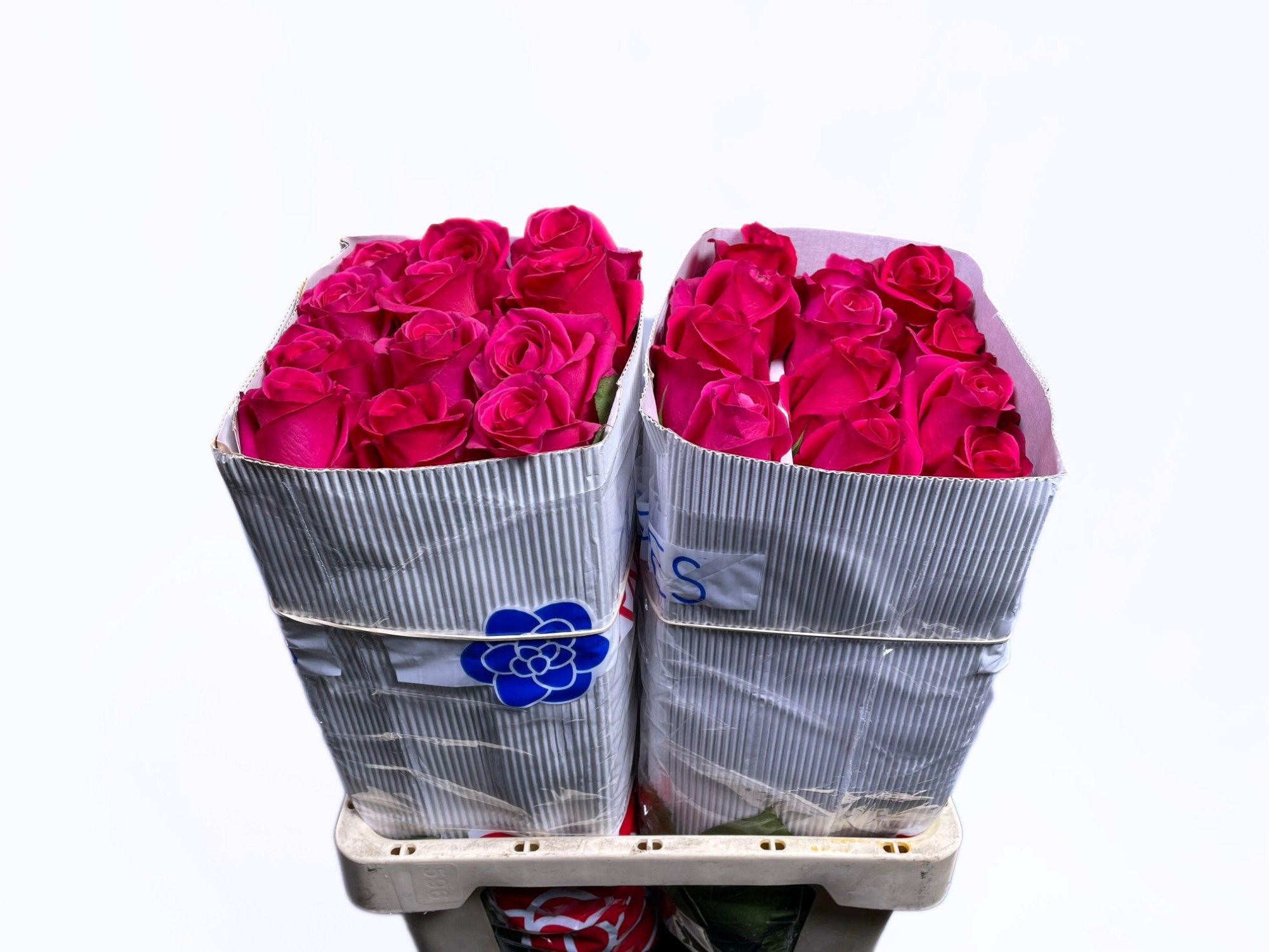 Роза од. Пинк Флойд 60, шт.