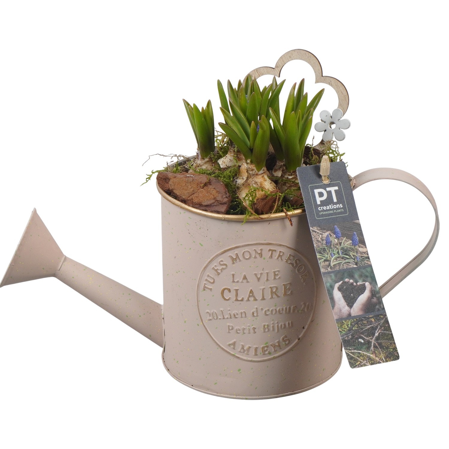 PTMB6138 Arrangement Muscari Blue in zink gieter, D 11