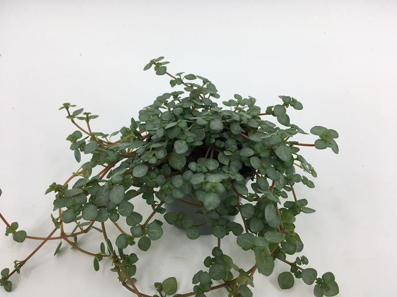 PILEA NUMMULARIIFOLIA 'GLAUCA GREYZY', D 6