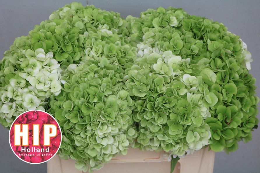 Гортензия Кэннонболл Классик 50, шт.