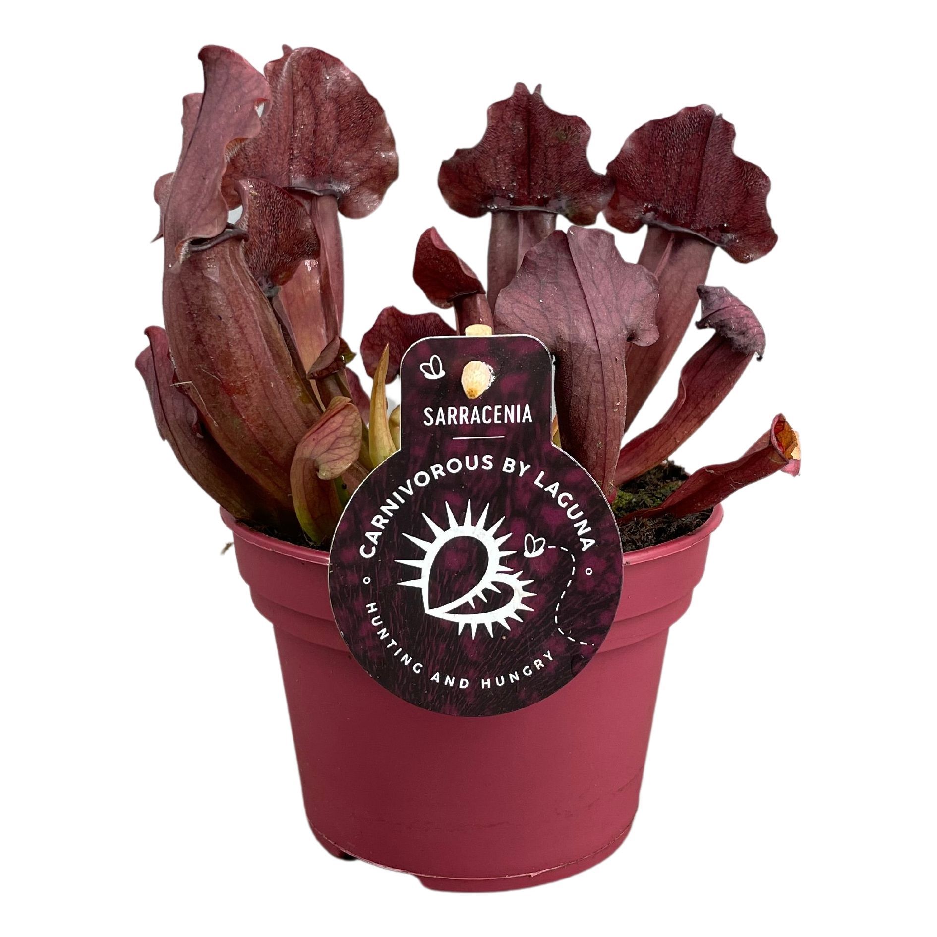 Sarracenia Maroon 12 cm, D 12